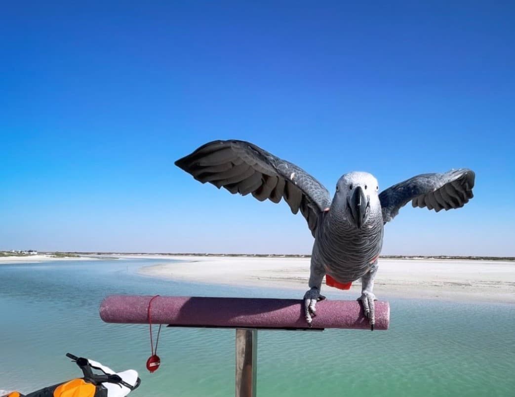 Bar al Hickman Lagoon